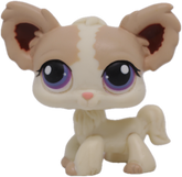 #0438 Chihuahua